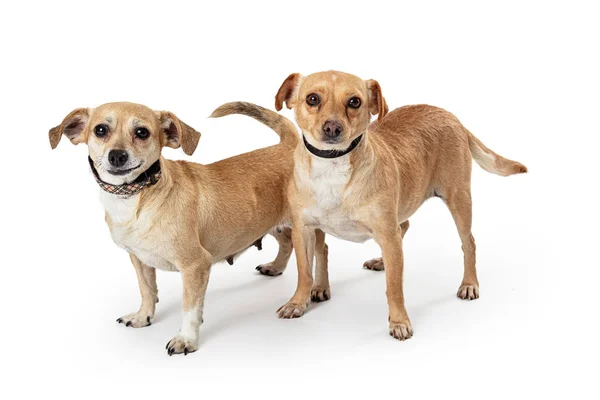 Two Chihuahua Crossbreed Dogs Together — Stock Photo, Image