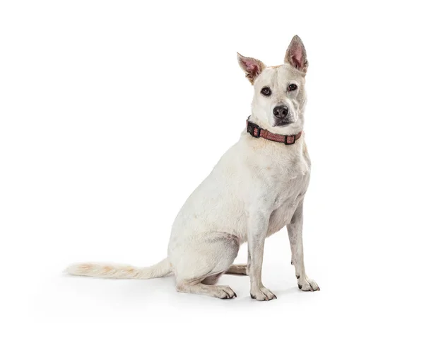 Bílý pastýř Crossbreed pes sedící stranou — Stock fotografie