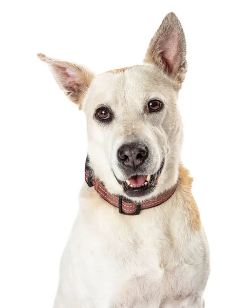 Pastor blanco feliz perro de cerca —  Fotos de Stock