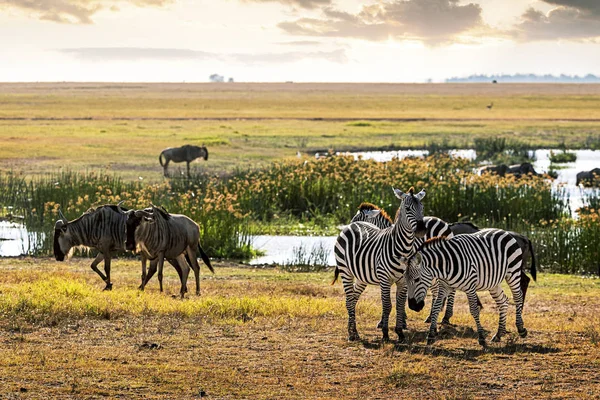 Zebra และ Wildebeest ใน Amboseli Kenya Field — ภาพถ่ายสต็อก