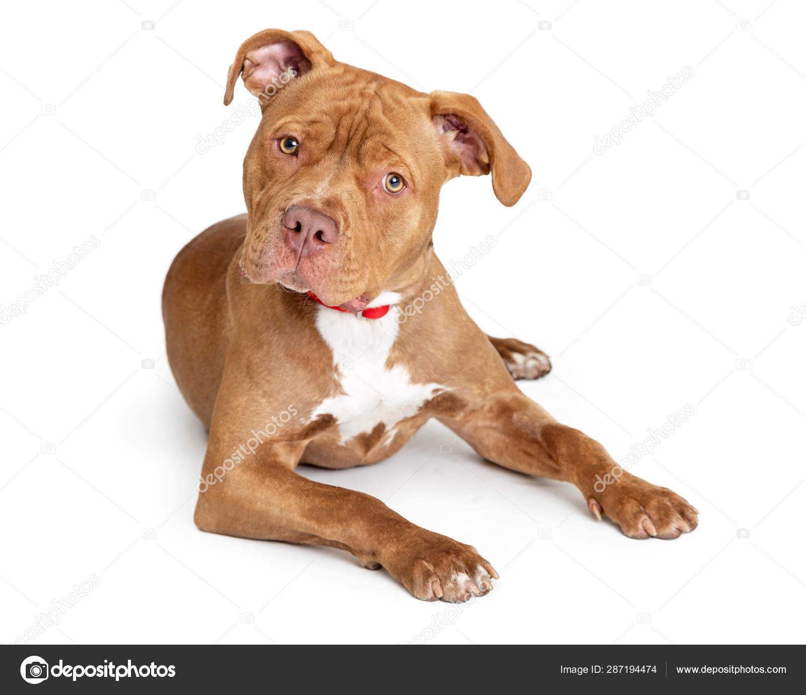 Blue Fawn Pitbull Nigerino Pitbull Puppies For Sale Shop Apbt