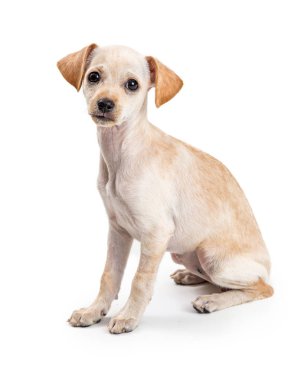 Sevimli Chihuahua genç köpek tatlı Ifade