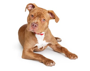 Özenli Pretty Brown büyük köpek