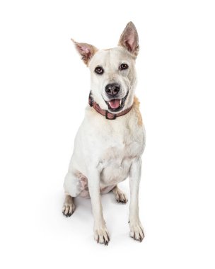 Neşeli karışık büyük doğurmak beyaz köpek