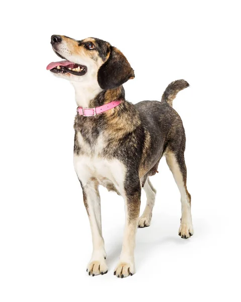 Eccitato amichevole Beagle incrocio cane faccia lato — Foto Stock