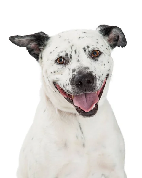 Closeup Happy Spotted Large Dog — Stock Photo, Image