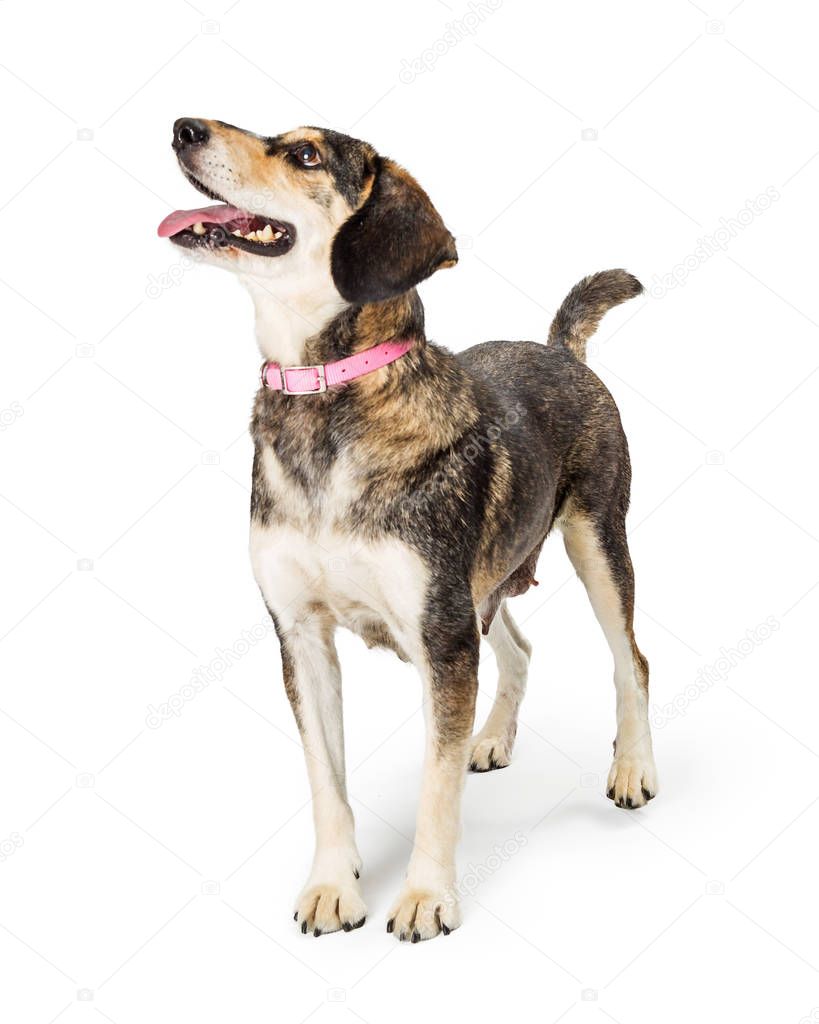 Excited Friendly Beagle Crossbreed Dog Facing Side