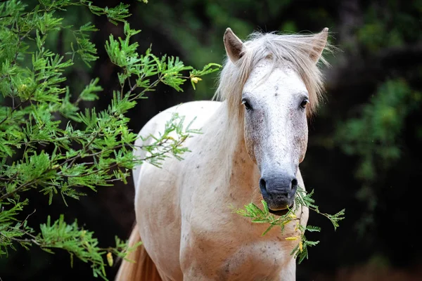 Zbliżenie piękny biały dziki koń — Zdjęcie stockowe