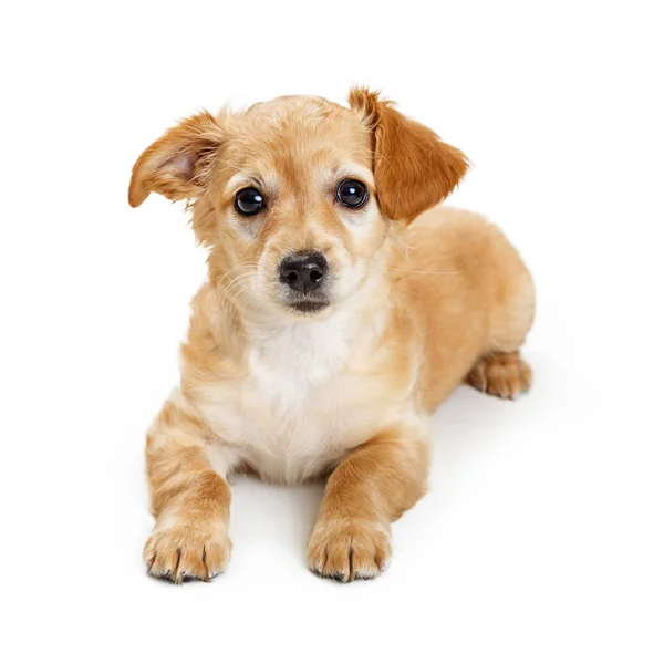 Carino giovane piccola razza cane biondo — Foto Stock