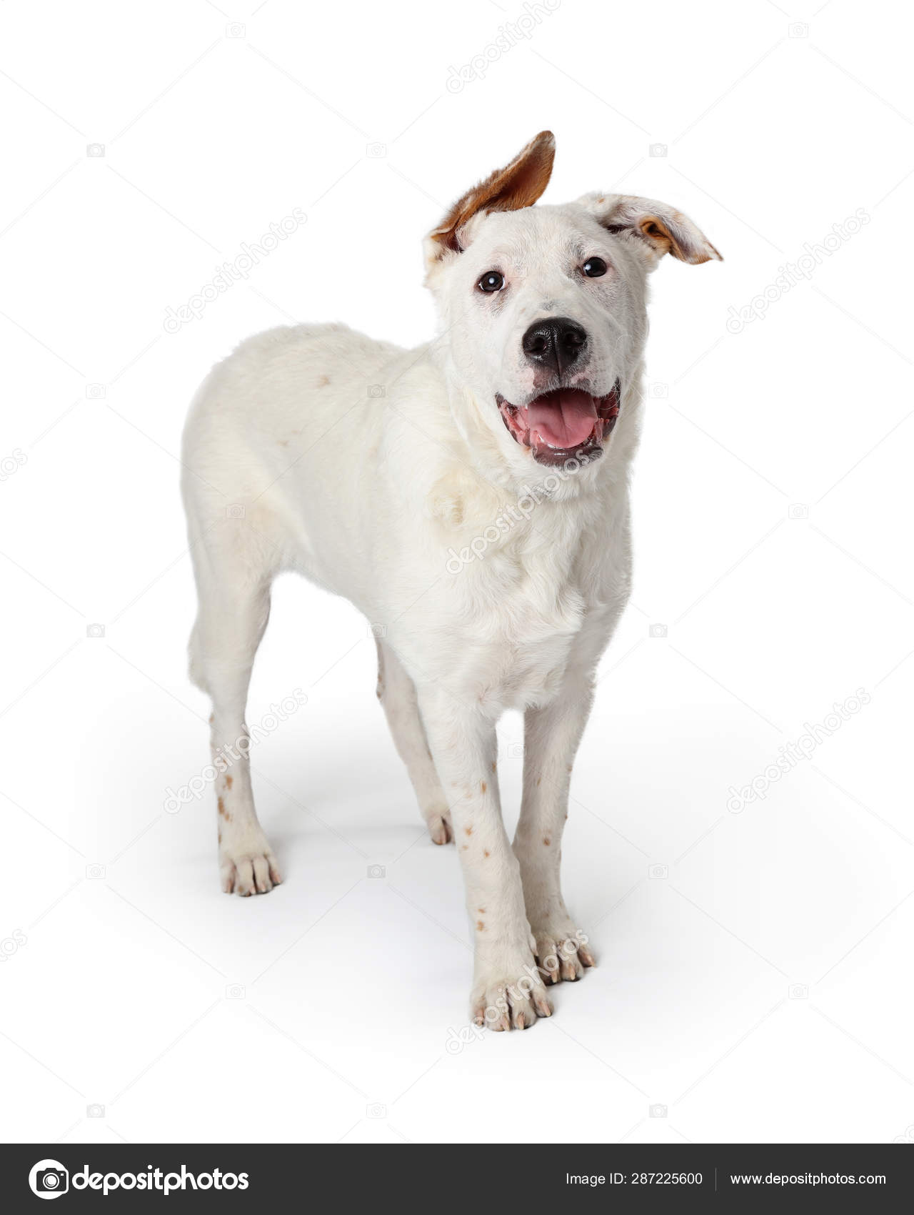 微笑的白狗软耳朵——图库图片© adogslifephoto #287225600, image size:1280x1700