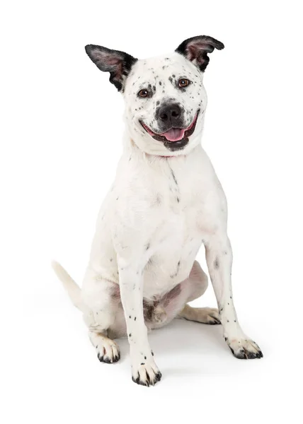 Feliz manchado Grande Crossbreed Dog — Fotografia de Stock