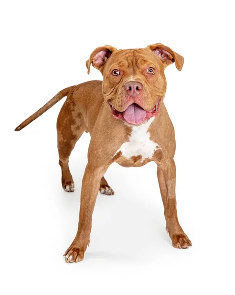 Gelukkige vriendelijke bruine grote hond — Stockfoto