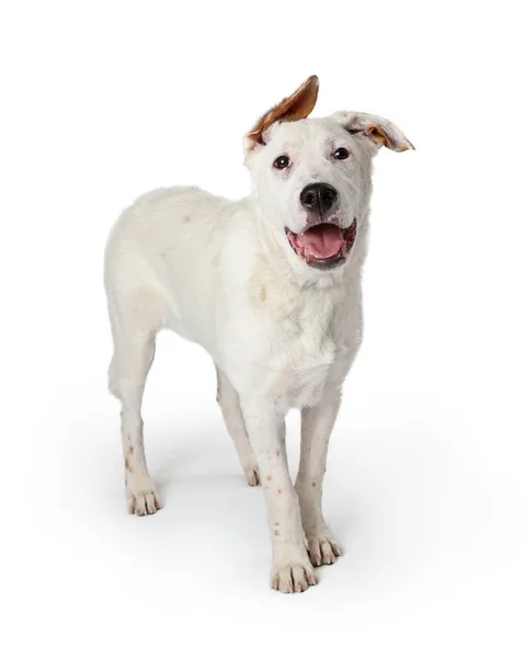 Sonriente perro blanco orejas flojas — Foto de Stock