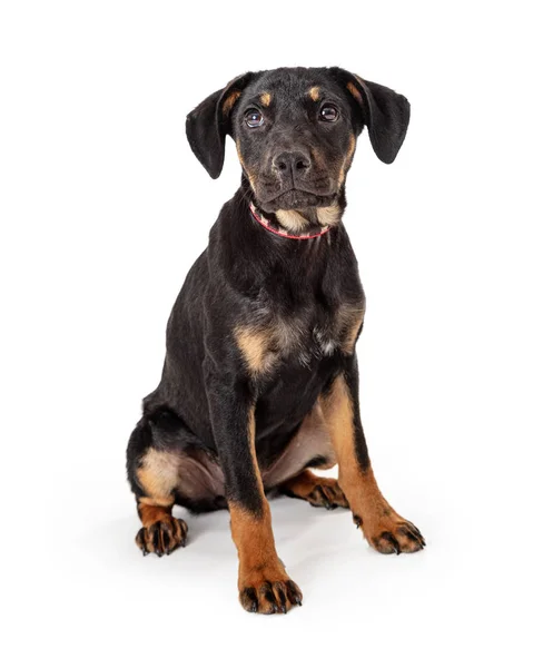 Siyah ve tan Crossbreed köpek oturma Izole — Stok fotoğraf