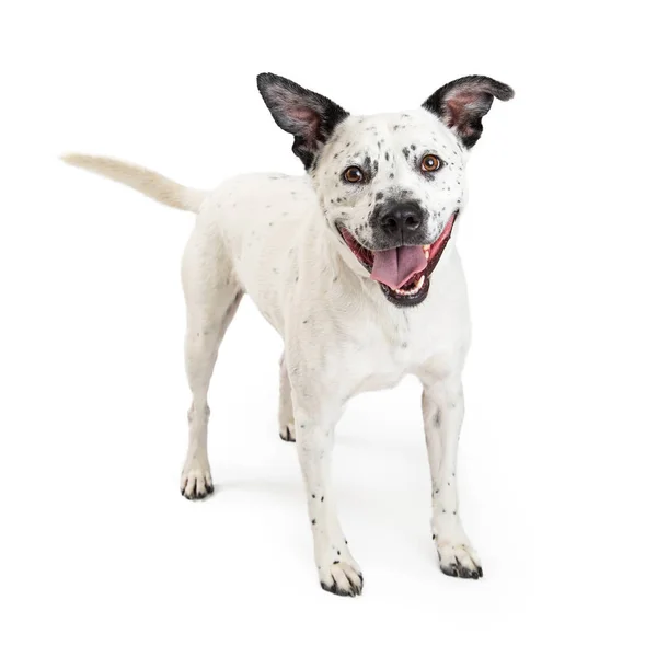 Emocionado feliz manchado perro de raza grande —  Fotos de Stock