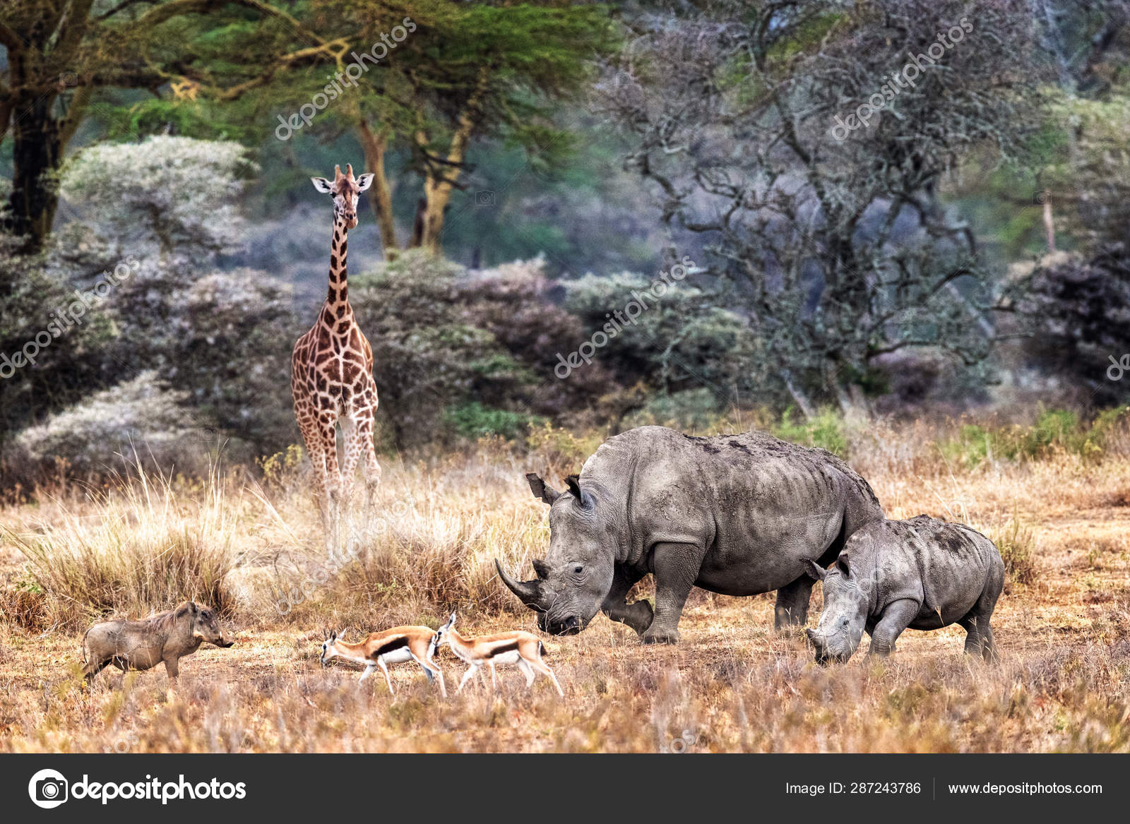 Magical Lake Nakuru Kenya Jungle Animal Scene Stock Photo by  ©adogslifephoto 287243786