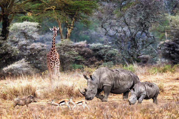 Magical Lake Nakuru Kenya Jungle Animal Scene — Stock Photo, Image