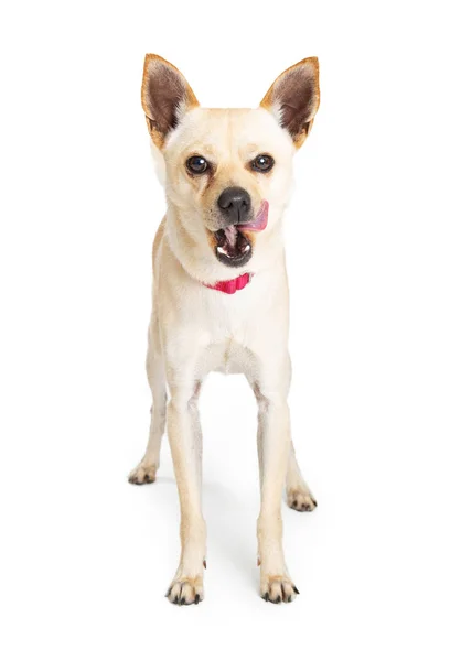 Gemengde ras hongerige hond tong uit — Stockfoto