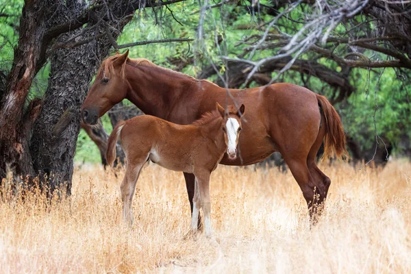 Matka dziki koń i Baby Foal — Zdjęcie stockowe