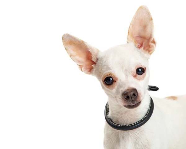 Closeup sladký šťastný bílý Chihuahua — Stock fotografie