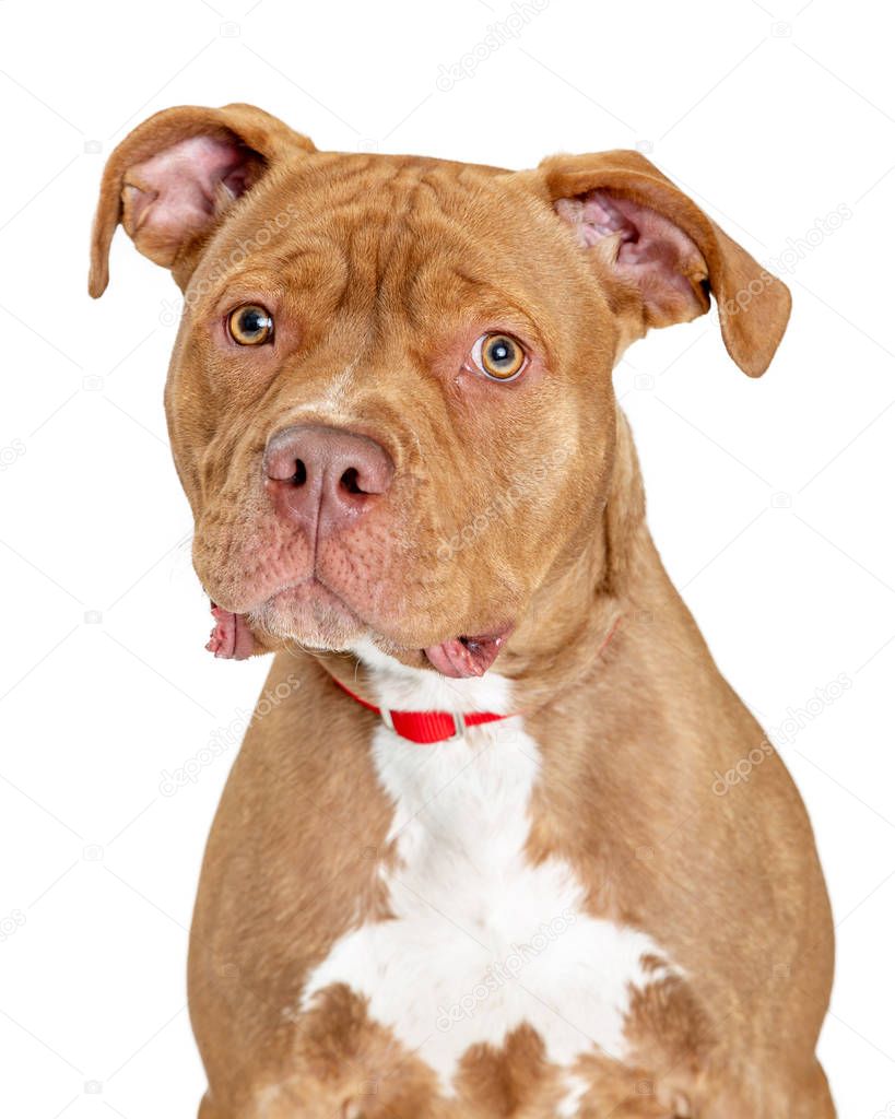 Pit Bull Friendly Dog Closeup