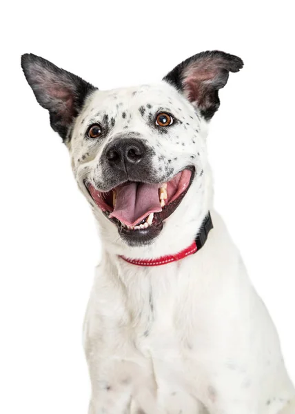 Sorrindo feliz Big Dog olhando para cima — Fotografia de Stock