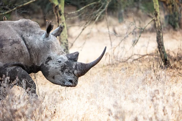 Jižní bílý Rhino closeup v jezeře Nakuru — Stock fotografie