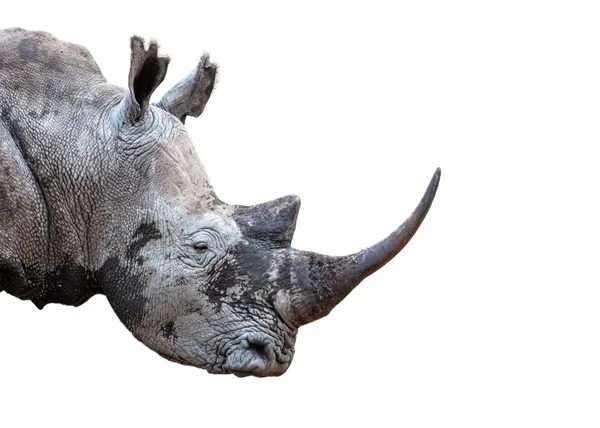 Southern White Rhino Horn Closeup Extraído — Fotografia de Stock