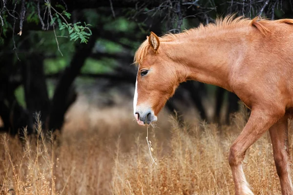 Dziki koń z trawa w usta — Zdjęcie stockowe