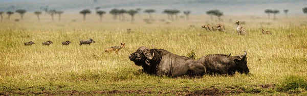 Banner der afrikanischen Graslandszene — Stockfoto