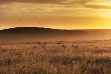 Impala Afrika Grasslands Altın Sunrise at