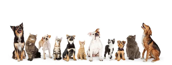 Собаки и кошки смотрят вверх в веб-баннер — стоковое фото