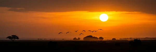 Gyllene afrikansk solnedgång med flock fåglar — Stockfoto