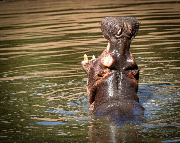 Boca de Hipona Aberta no Lago — Fotografia de Stock