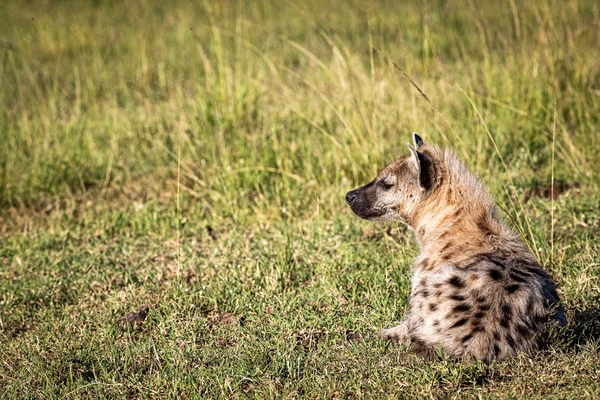 Hyena Lying in African Grass — Stock Photo, Image