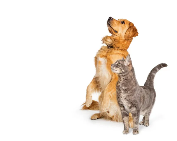 猫と犬写真素材 ロイヤリティフリー猫と犬画像 Depositphotos 猫と犬写真素材 ロイヤリティフリー猫と犬画像 Depositphotos