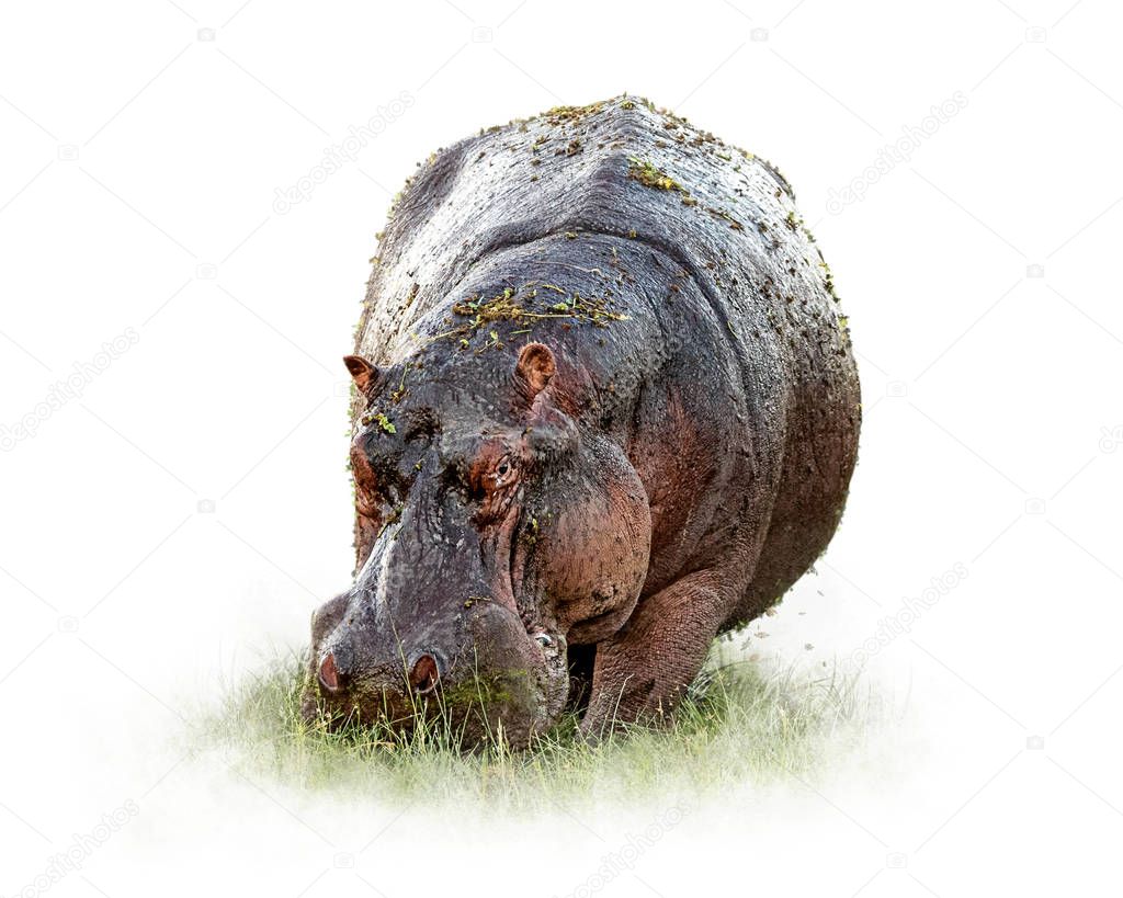 Hungry Hippo Isolated on White
