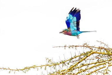 Beyaz Gökyüzü Üzerinde Uçuş Lilac Göğüslü Roller