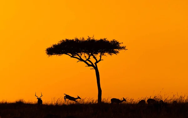 Skákání Impala na zlaté africké Sunset — Stock fotografie