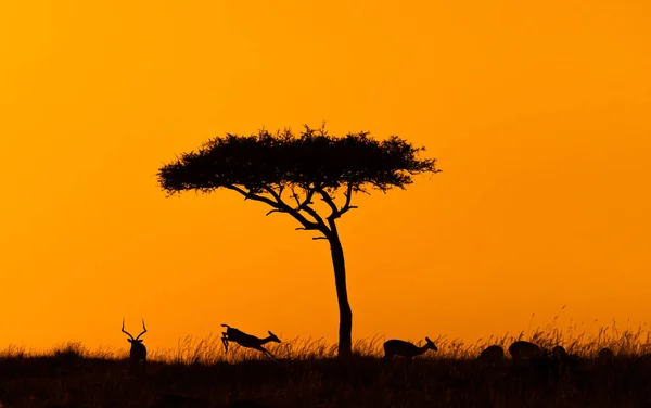 Jumping Impala bij Golden African Sunset — Stockfoto