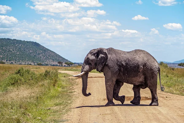 Gran camino de cruce de elefantes africanos en Kenia — Foto de Stock