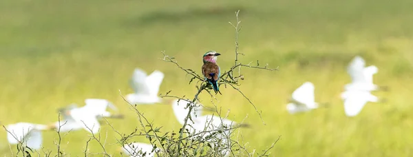 Lilla petto Roller Watching Birds volare da — Foto Stock