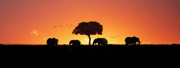 Afrika Filler Sunset Siluet Web Banner — Stok fotoğraf