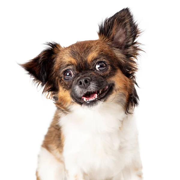 Nahaufnahme kleiner Papillon-Mischling freundlicher Hund — Stockfoto