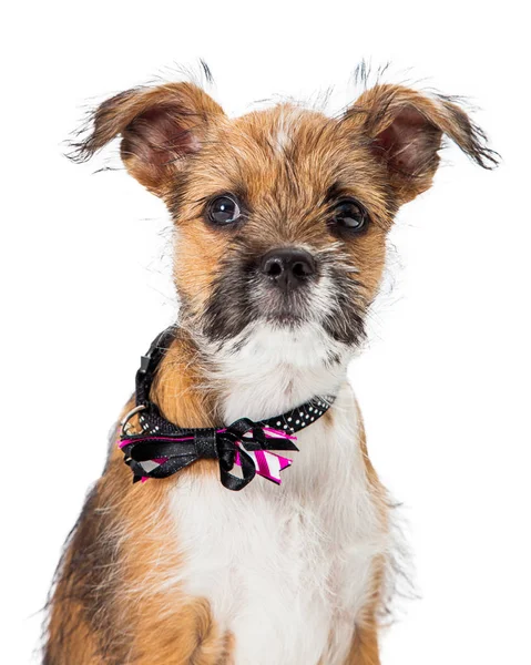 Yakın çekim Genç Terrier Köpek Yavrusu — Stok fotoğraf