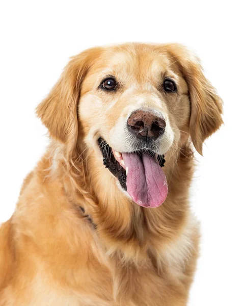 Крупный план Happy Golden Retriever Dog Open Mouth — стоковое фото
