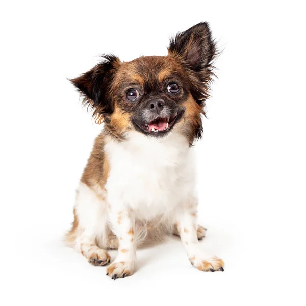 Niedlich freundlich glücklich kleiner Papillon-Mischling — Stockfoto