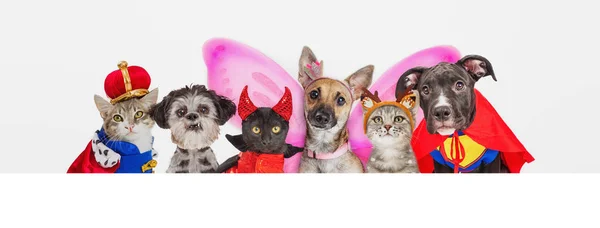 Mascotas lindas en disfraces de Halloween sobre la bandera web — Foto de Stock