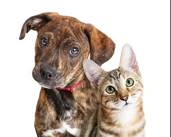 Sevimli Köpek yavrusu ve Kitten Closeup Kamera bakıyor — Stok fotoğraf