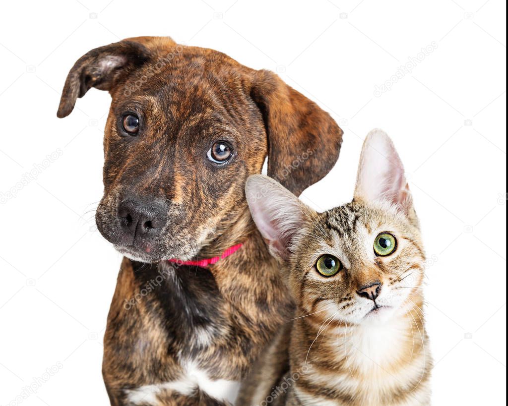 Cute Puppy and Kitten Closeup Looking at Camera